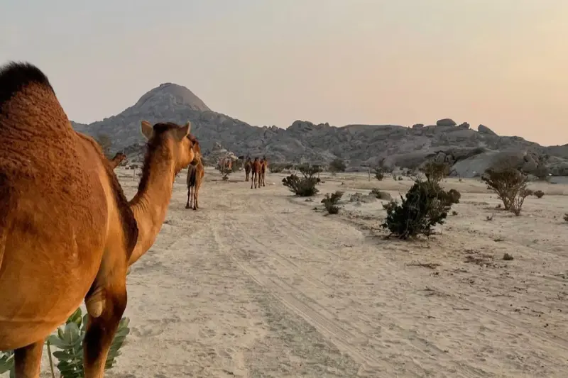 Kamelkarawane im Mondtal bei Jeddah